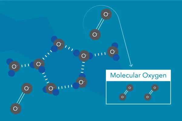 溶解在水中的分子氧（圈）。分子氧不是来自水分子中的氧（ H2O ).